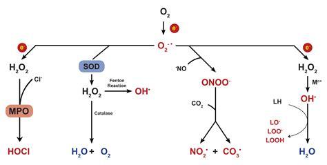 高氯酸与硝酸的氧化性