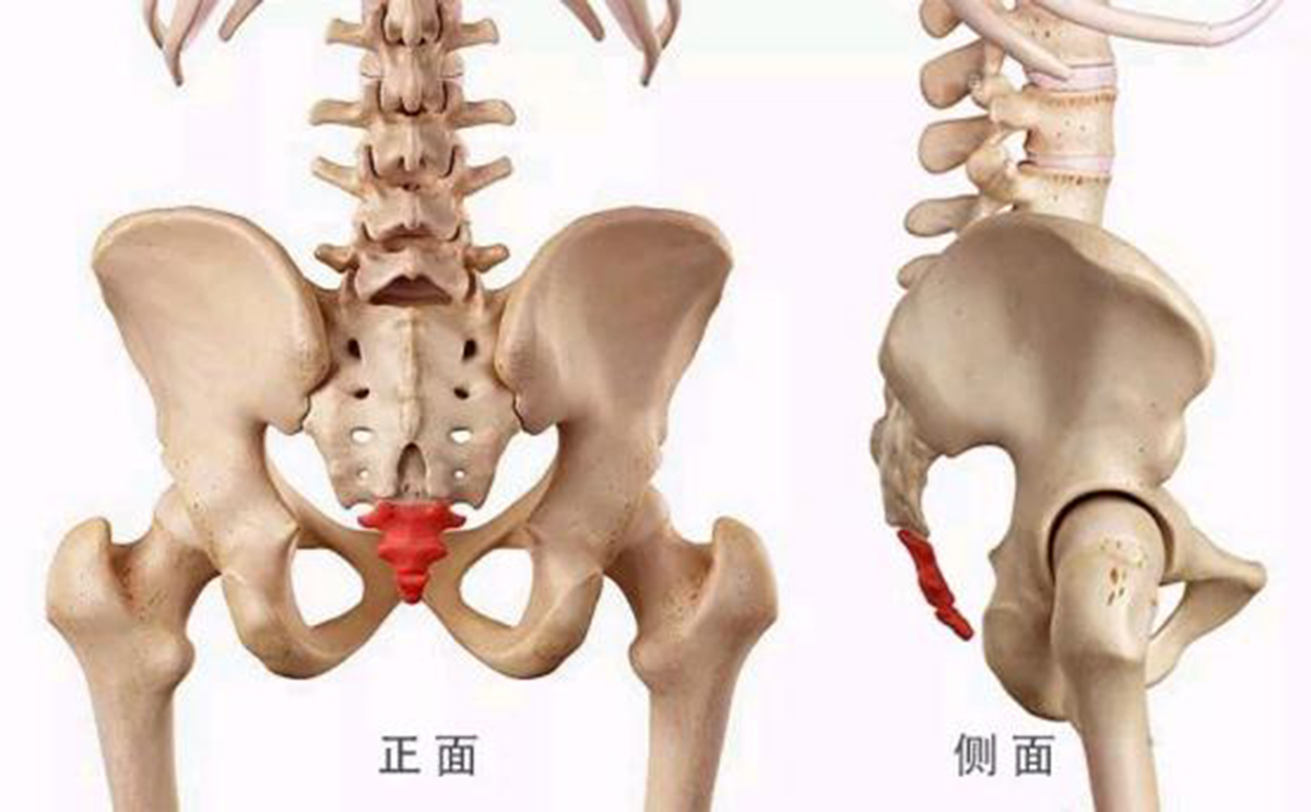 动物尾巴人类仿生_动物尾巴和人类的生活方式_动物的尾巴对人类有什么用处